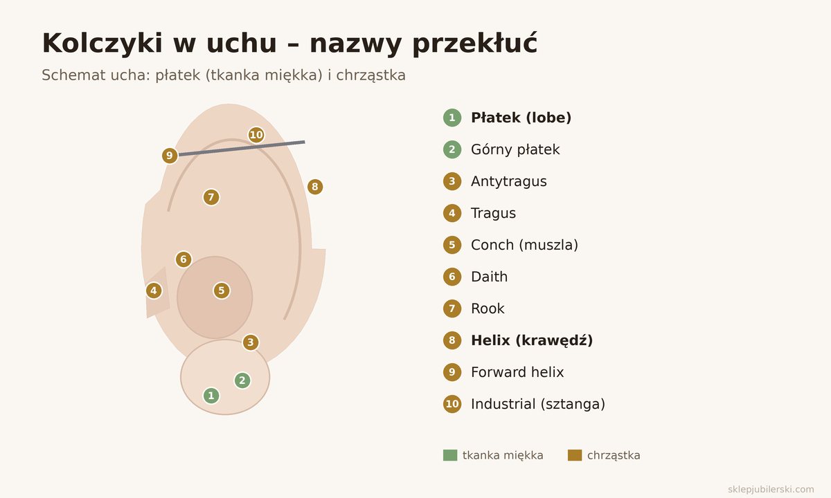 Kolczyki w uchu – schemat z nazwami przekłuć: płatek, górny płatek, antytragus, tragus, conch, daith, rook, helix, forward helix, industrial